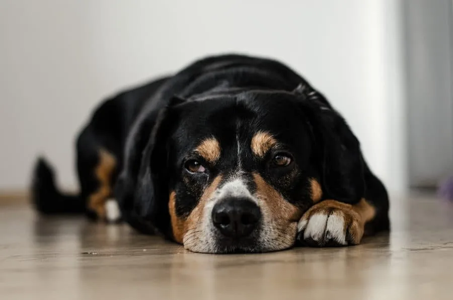 Moving your pet overseas