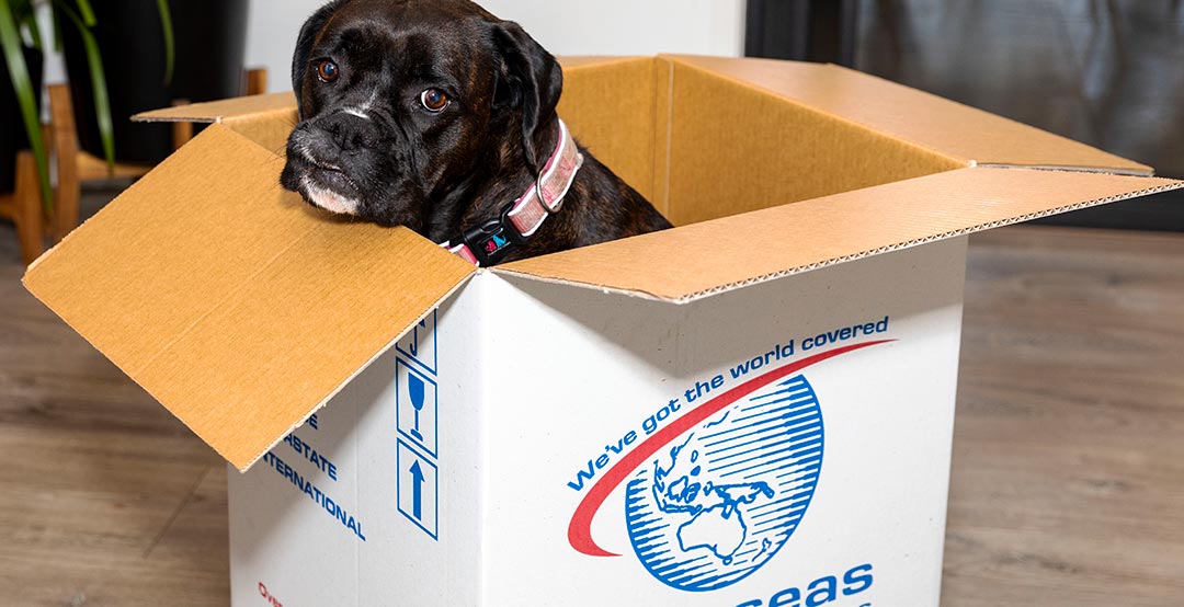 Move to UK With Pet