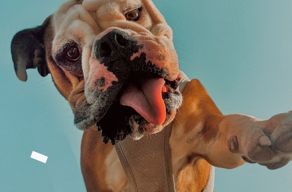 Moving Your Pet from Australia to England Overseas Packers & Shippers