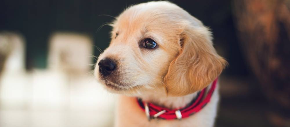 Pets Moving Back to New Zealand