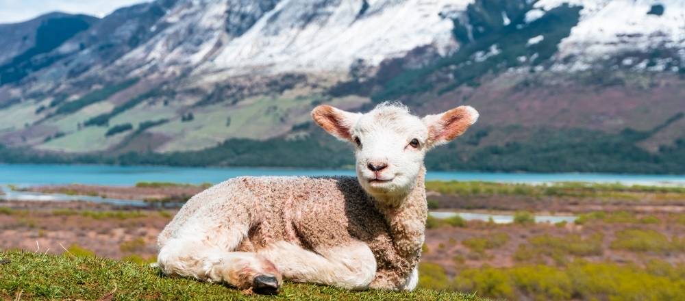 A sheep lays down in the foreground of the photo with mountains in the background